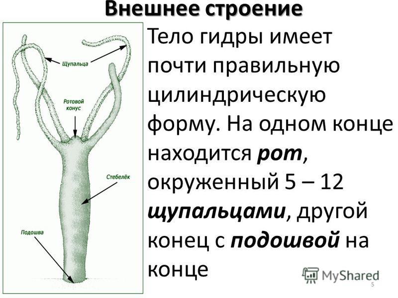 Kraken ссылка для тору